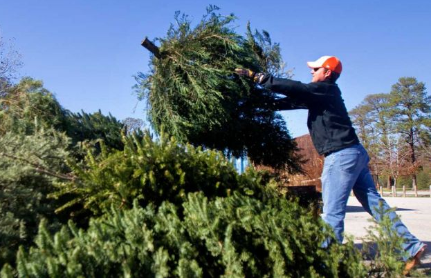 Christmas Tree Recycling