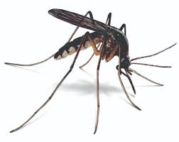 Mosquito