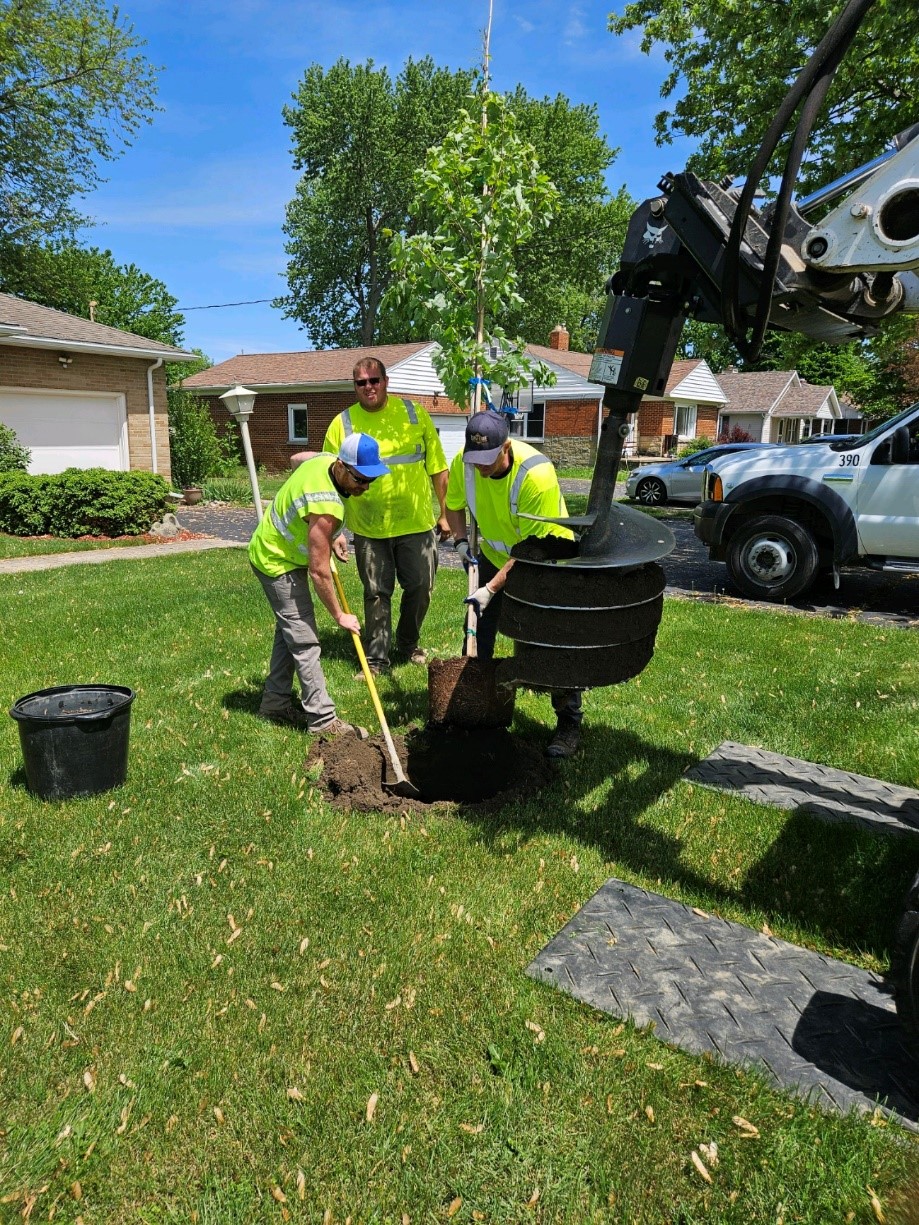 Public Works crew planting tree photo